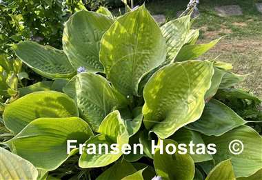 Hosta Lady Isobel Barnett