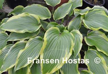 Hosta Lady Luck