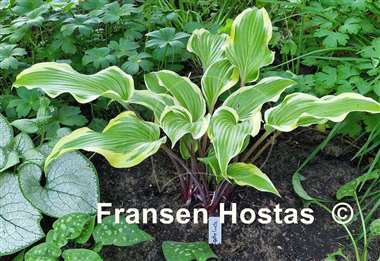 Hosta Lady Luck