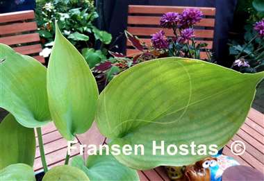Hosta Lady Peyton