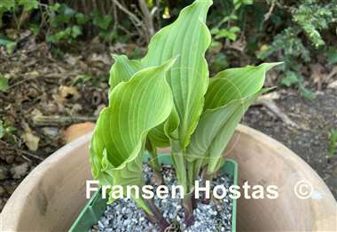 Hosta Lady in Red