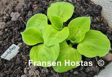 Hosta Ladybug