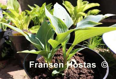 Hosta Lahn