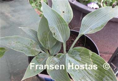 Hosta Lahn