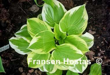 Hosta Lakeside April Snow