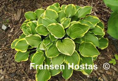 Hosta Lakeside Baby Face