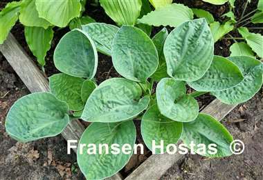 Hosta Lakeside Beach Bum