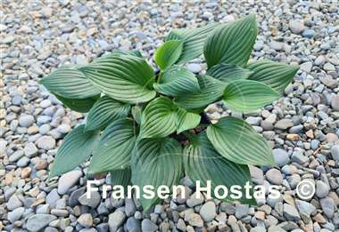 Hosta Lakeside Black Mama