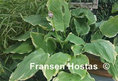 Hosta Lakeside Breaking News