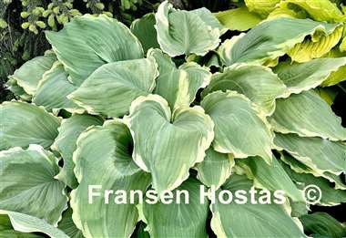 Hosta Lakeside Breaking News