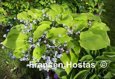 Hosta Lakeside Cha Cha