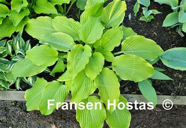 Hosta Lakeside Cha Cha