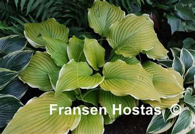 Hosta Lakeside Cha Cha