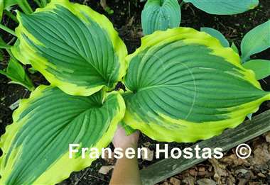 Hosta Lakeside Cindy Cee