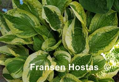 Hosta Lakeside Dimpled Darling