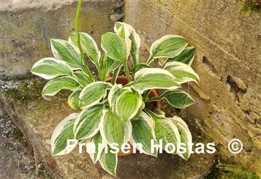 Hosta Lakeside Dimpled Darling