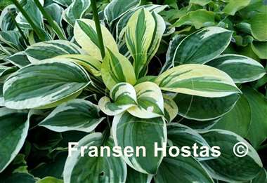 Hosta Lakeside Dimpled Darling