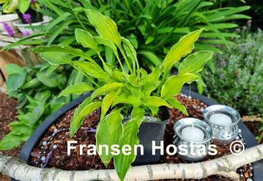 Hosta Lakeside Down Sized