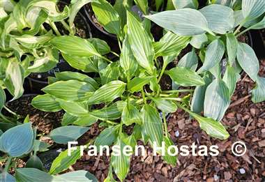 Hosta Lakeside Down Sized