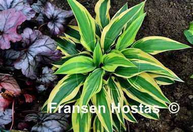 Hosta Lakeside Dragonfly