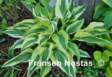 Hosta Lakeside Dragonfly