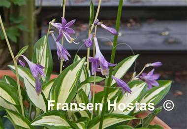 Hosta Lakeside Elfin Fire