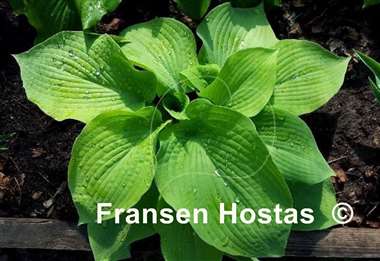 Hosta Lakeside Foaming Sea
