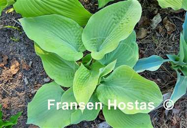 Hosta Lakeside Foaming Sea