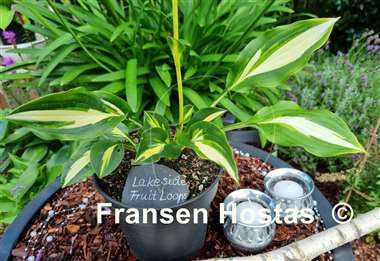 Hosta Lakeside Fruit Loops