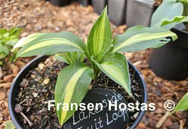 Hosta Lakeside Fruit Loops
