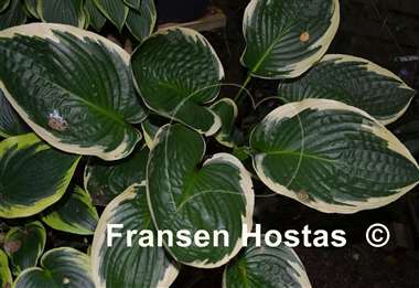 Hosta Lakeside Jazzy Jane