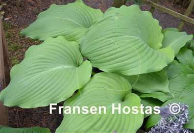 Hosta Lakeside Khum Kaw