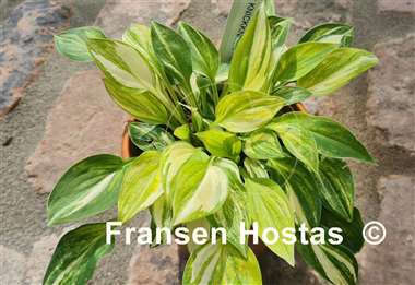 Hosta Lakeside Knickknack