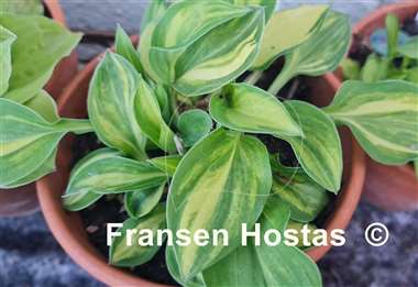 Hosta Lakeside Knickknack