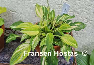 Hosta Lakeside Knickknack