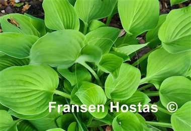 Hosta Lakeside Lime Time