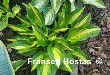 Hosta Lakeside Little Tuft