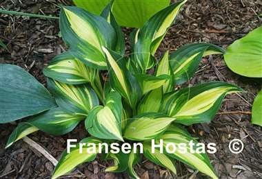 Hosta Lakeside Little Tuft