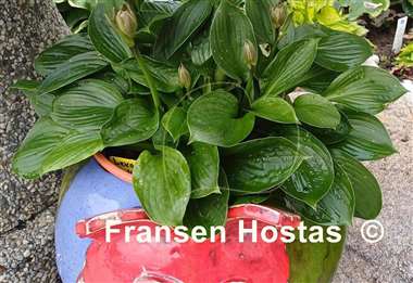 Hosta Lakeside Lollipop