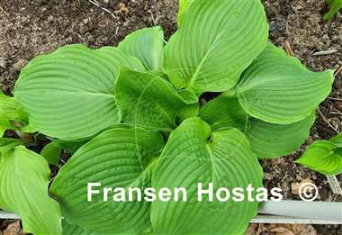 Hosta Lakeside Maverick