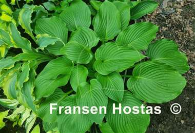 Hosta Lakeside Maverick