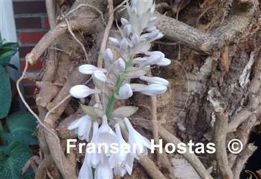 Hosta Lakeside Maverick
