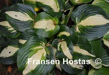 Hosta Lakeside Meter Maid