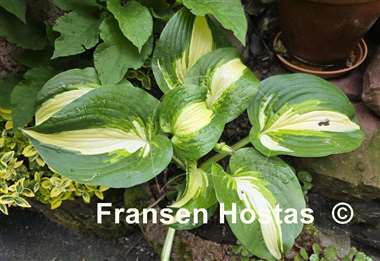 Hosta Lakeside Meter Maid