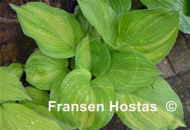 Hosta Lakeside Mom