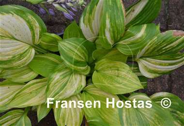 Hosta Lakeside Mom