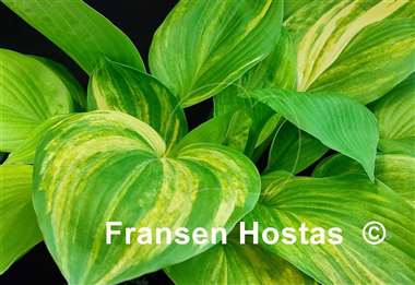 Hosta Lakeside Mom