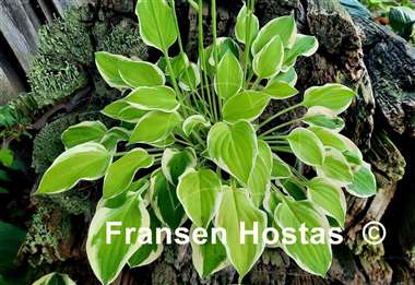 Hosta Lakeside Ninita