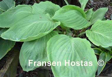 Hosta Lakeside Old Smokey