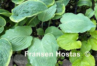 Hosta Lakeside Old Smokey